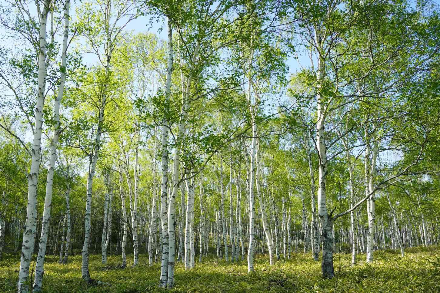 八千穂高原には約50万本もの白樺の木が植生し、“日本一美しい白樺群生地”とされている。