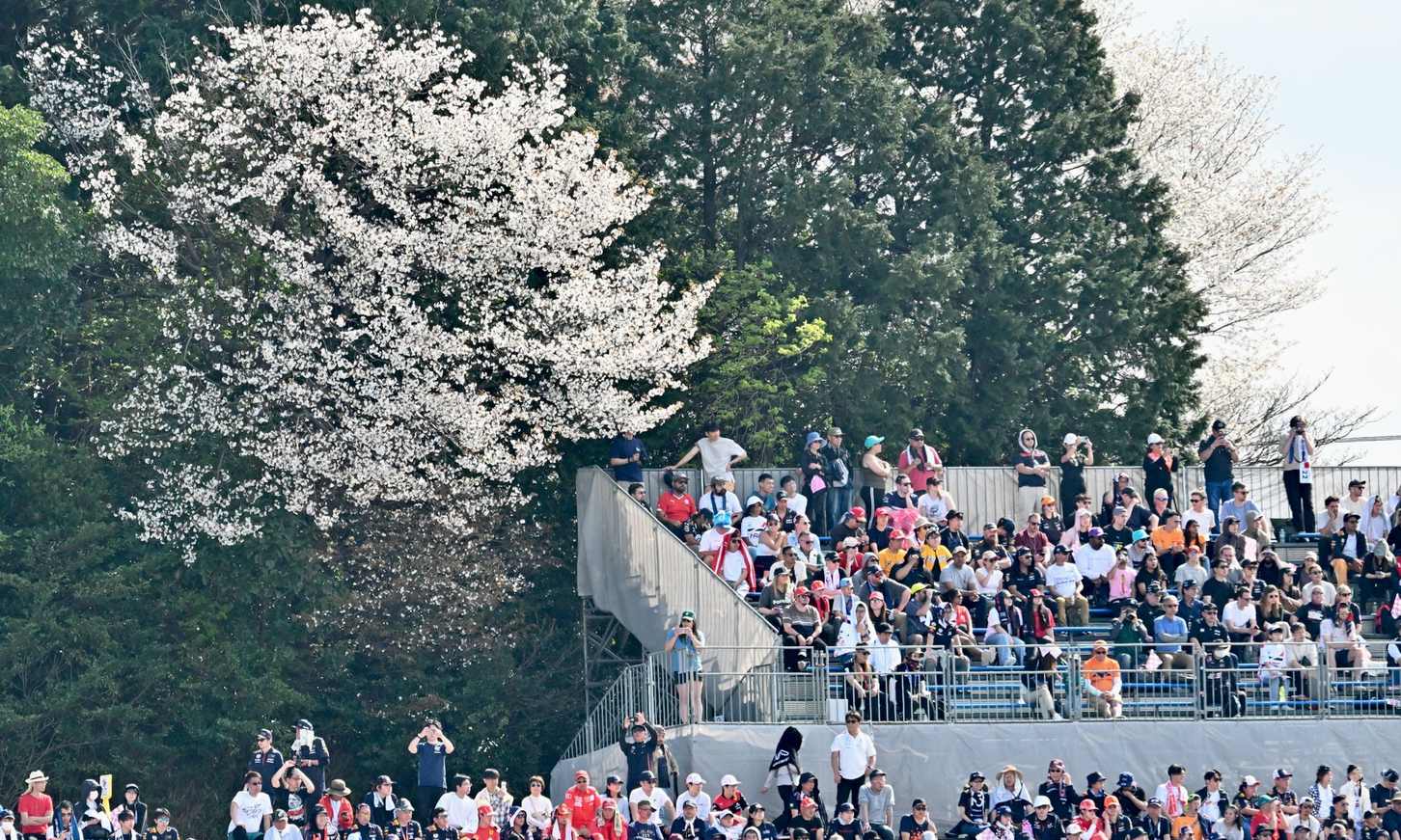満開の桜の下で行われたレース。