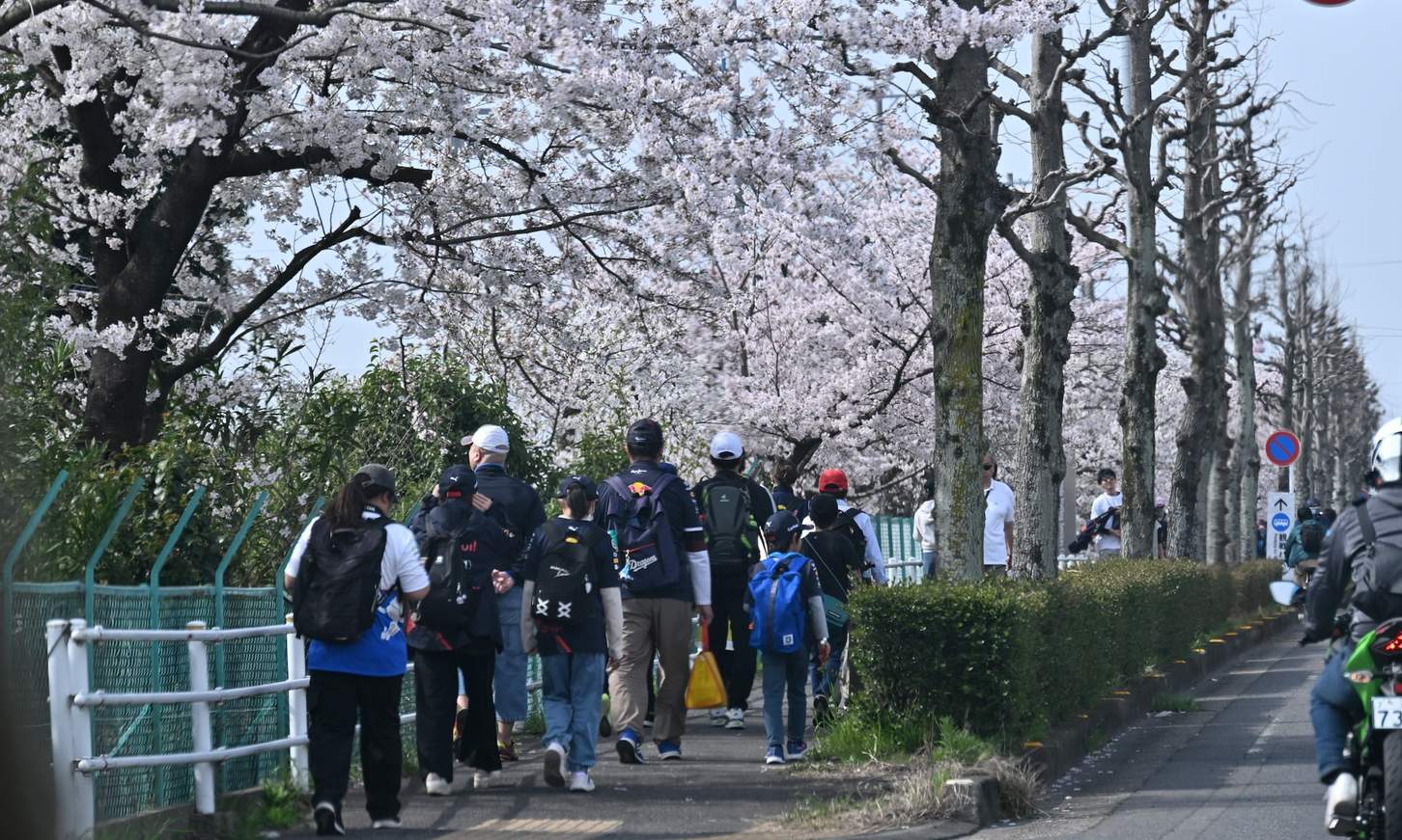 満開の桜の下、サーキットに向かう観客。ドライバーの入り待ちをするファンも多い。VIPはヘリコプターを利用してやってくる。